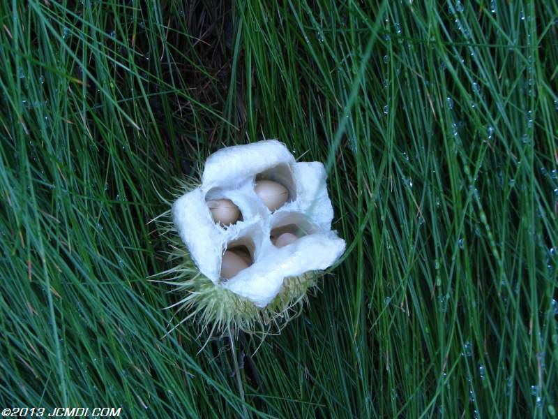 The Alien Seeds fruit from the Wild Cucumber plant (also called Man-Root), looks somewhat like the seed pod from the movie Alien!